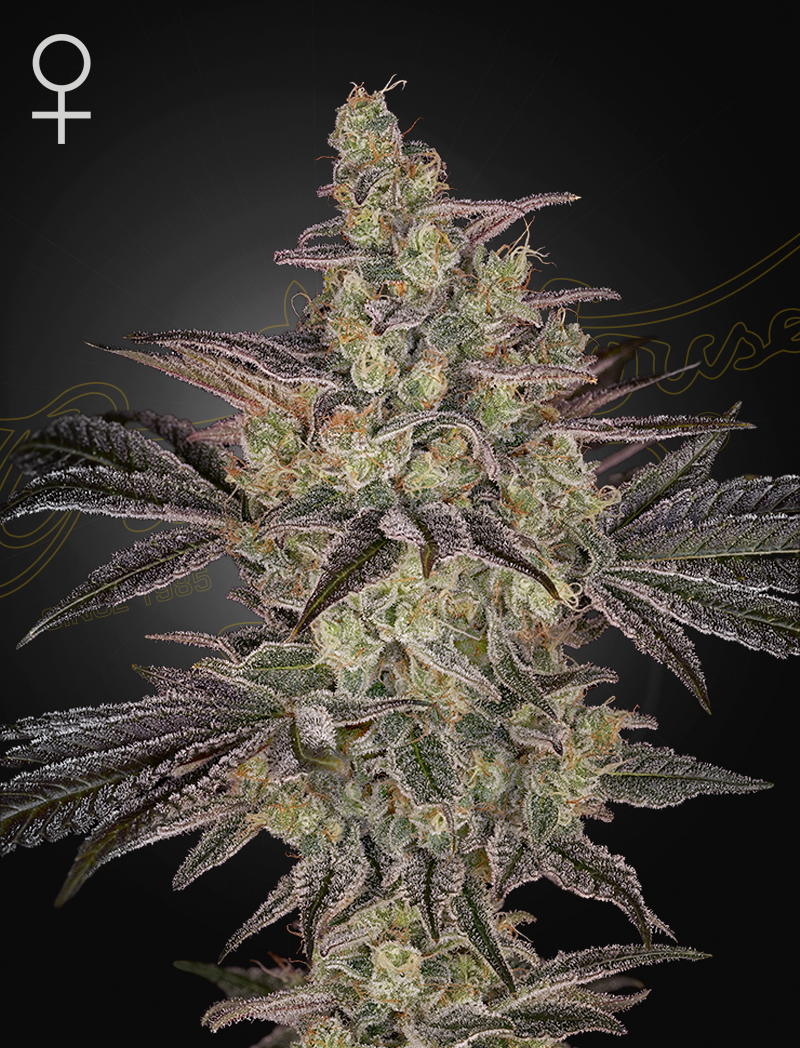 Frosted Guava Autoflowering - Greenhouse Seeds Samen