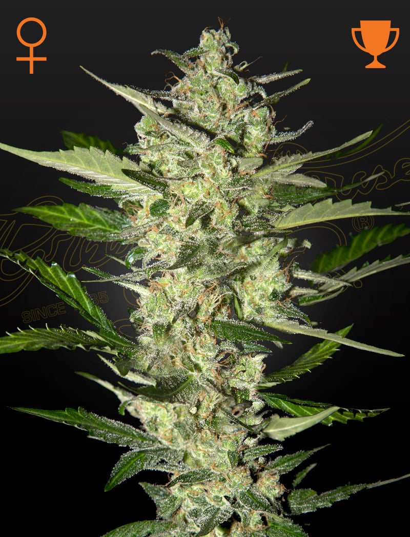 Flowerbomb Kush - Greenhouse Seeds Samen