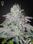 Franco's Lemon Cheese (Feminisiert)
