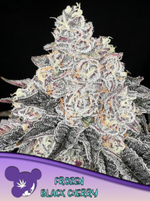 Frozen Black Cherry® - Bild 1 von 4