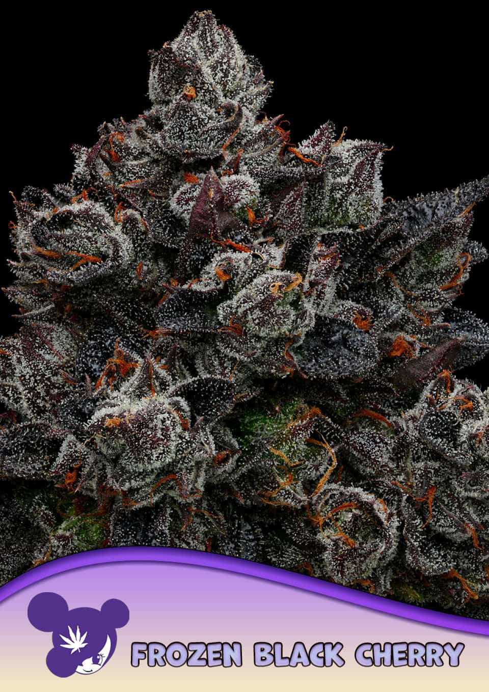 Frozen Black Cherry® - Bild 3 von 4