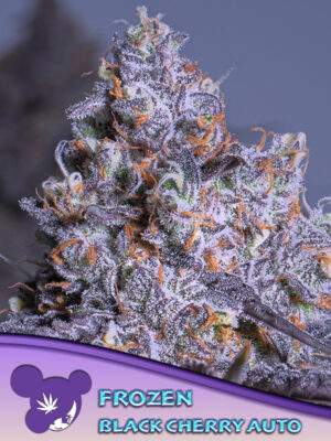 Frozen Black Cherry Auto® Cannabis Samen | Leaf and Soul