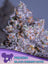 Frozen Black Cherry Auto®