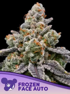 Frozen Face Auto Cannabis Samen | Leaf and Soul