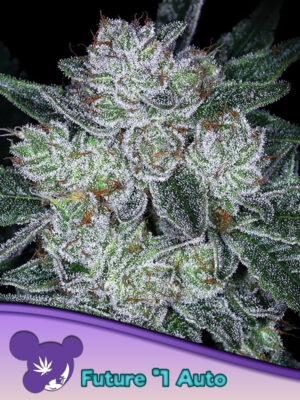 Auto Future #1® Cannabis Samen | Leaf and Soul