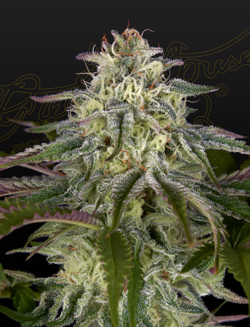 GH Cheese (Feminised) - Greenhouse Seeds Samen