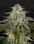 GH Cheese x Lemon Wookie Glue