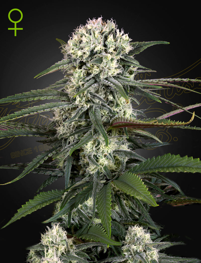 Auto-Bomb (Feminised) - Greenhouse Seeds Samen