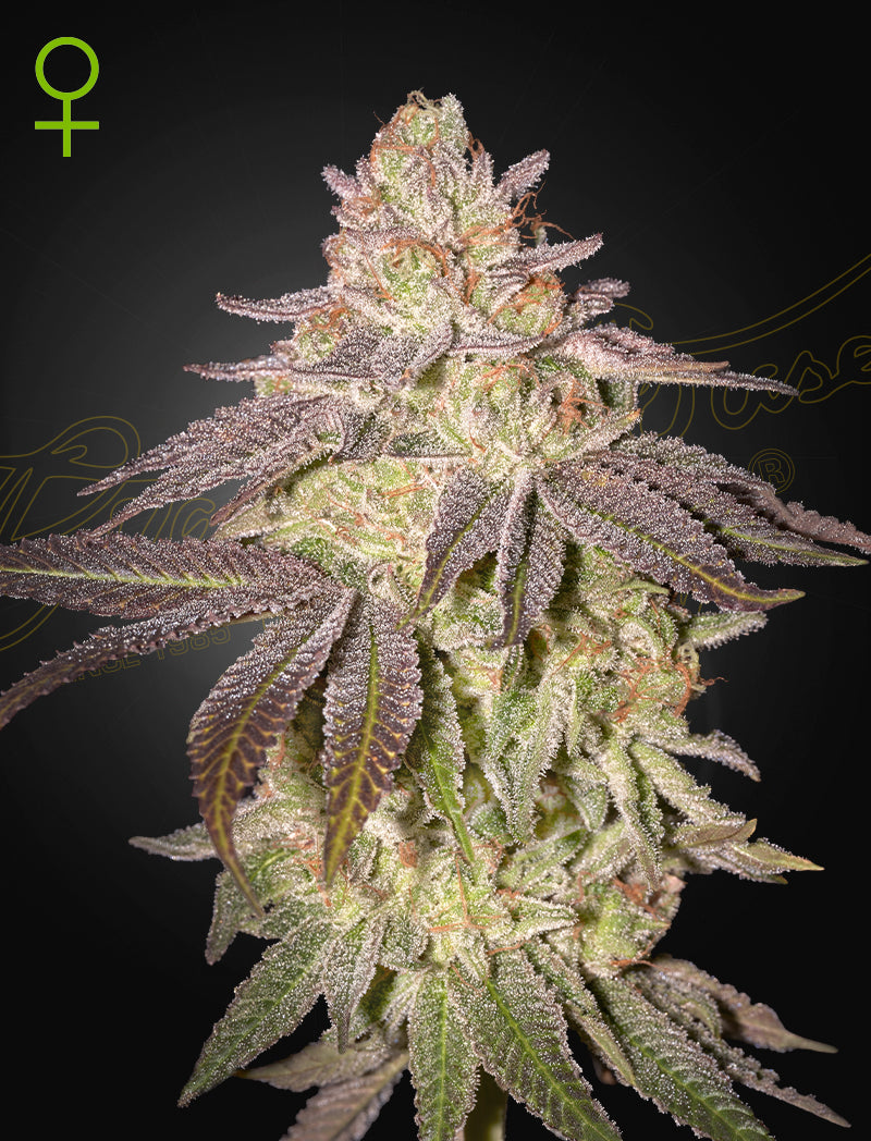 Black Toffee Auto - Greenhouse Seeds Samen