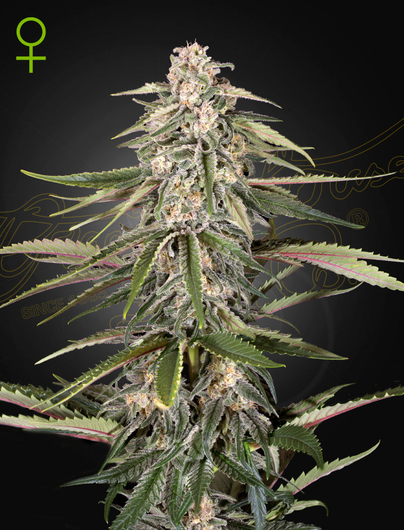 Green-O-Matic Auto - Greenhouse Seeds Samen