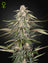 Green-O-Matic Auto
