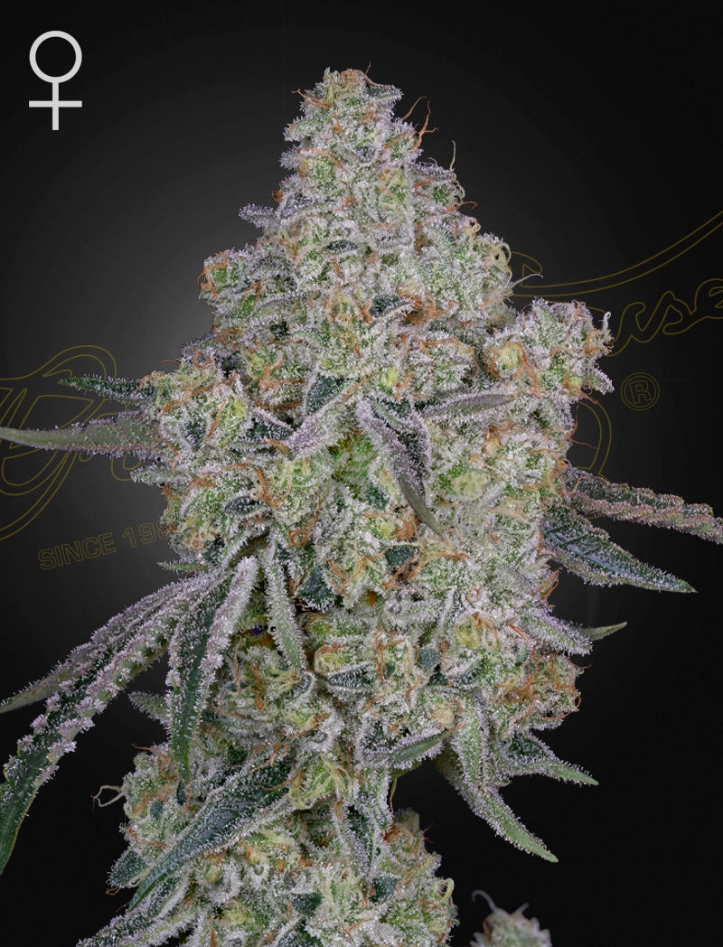 Honey Dipper - Greenhouse Seeds Samen