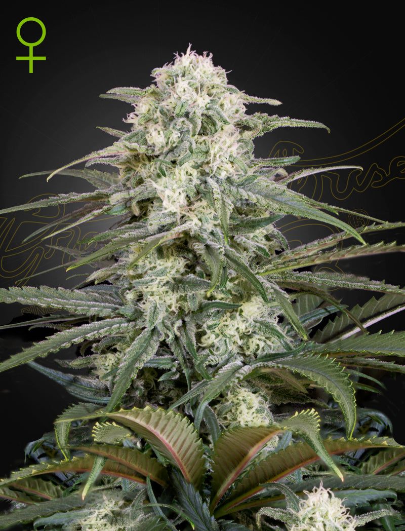 Kalashnikova Auto (Feminised) - Greenhouse Seeds Samen