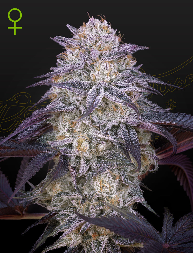 King's Juice Auto - Cannabis-Samen von Greenhouse Seeds