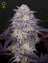 King's Juice Auto