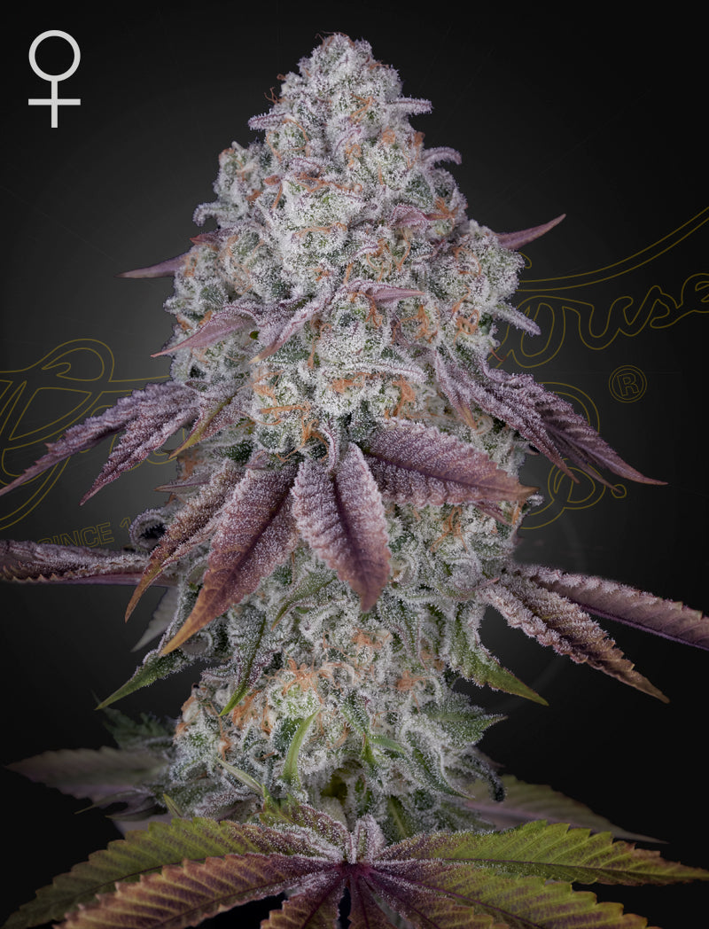 Persian pie - Cannabis-Samen von Greenhouse Seeds