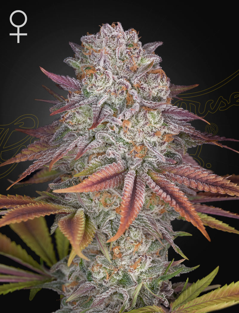 Pulp Friction - Cannabis-Samen von Greenhouse Seeds