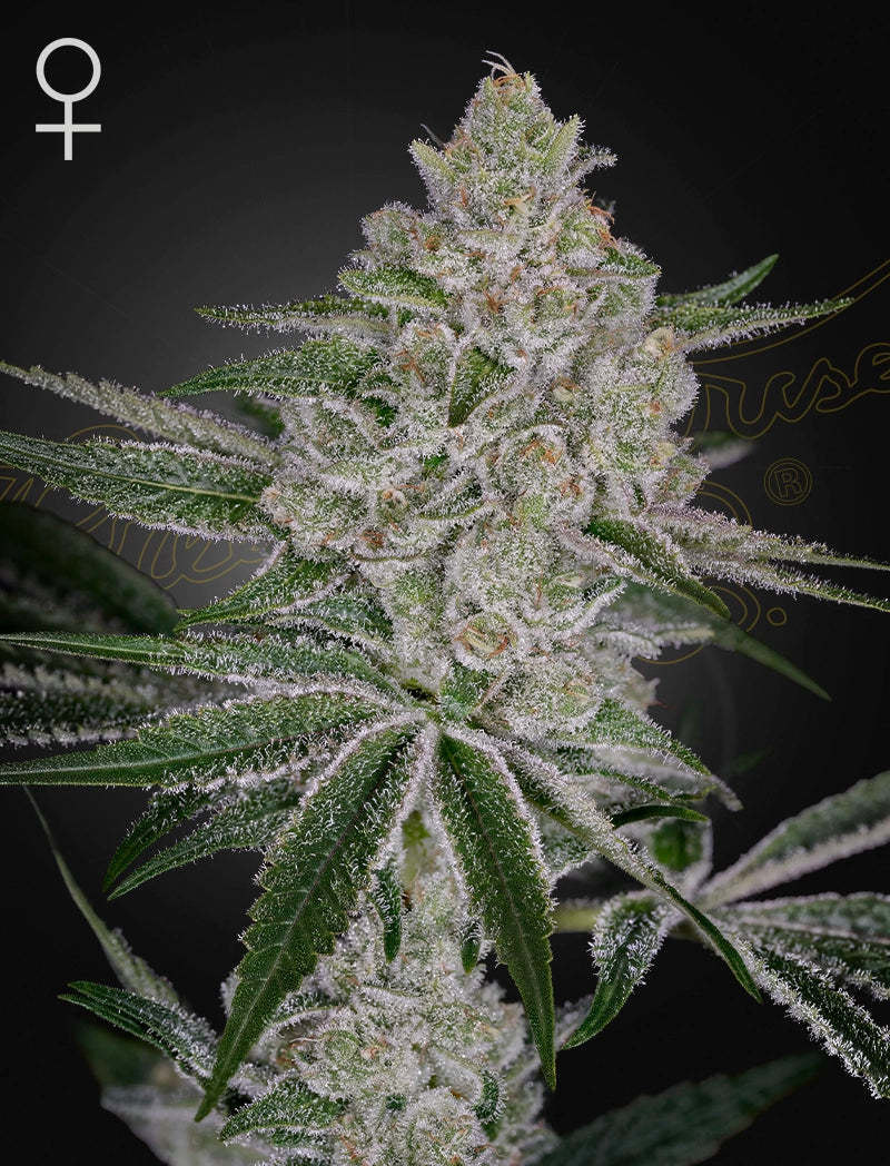 Shishka Lemonade - Cannabis-Samen von Greenhouse Seeds