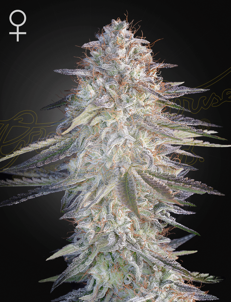Super Lemon Haze x Pink Candy - Cannabis-Samen von Greenhouse Seeds