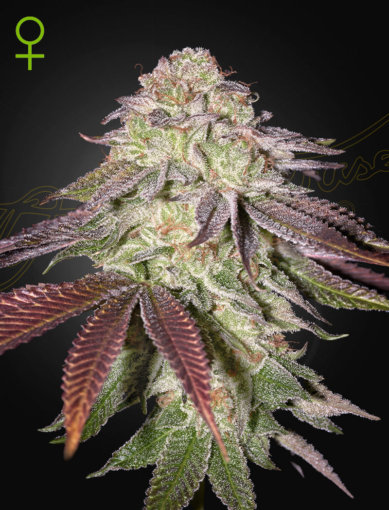 Sugarlato Auto - Cannabis-Samen von Greenhouse Seeds