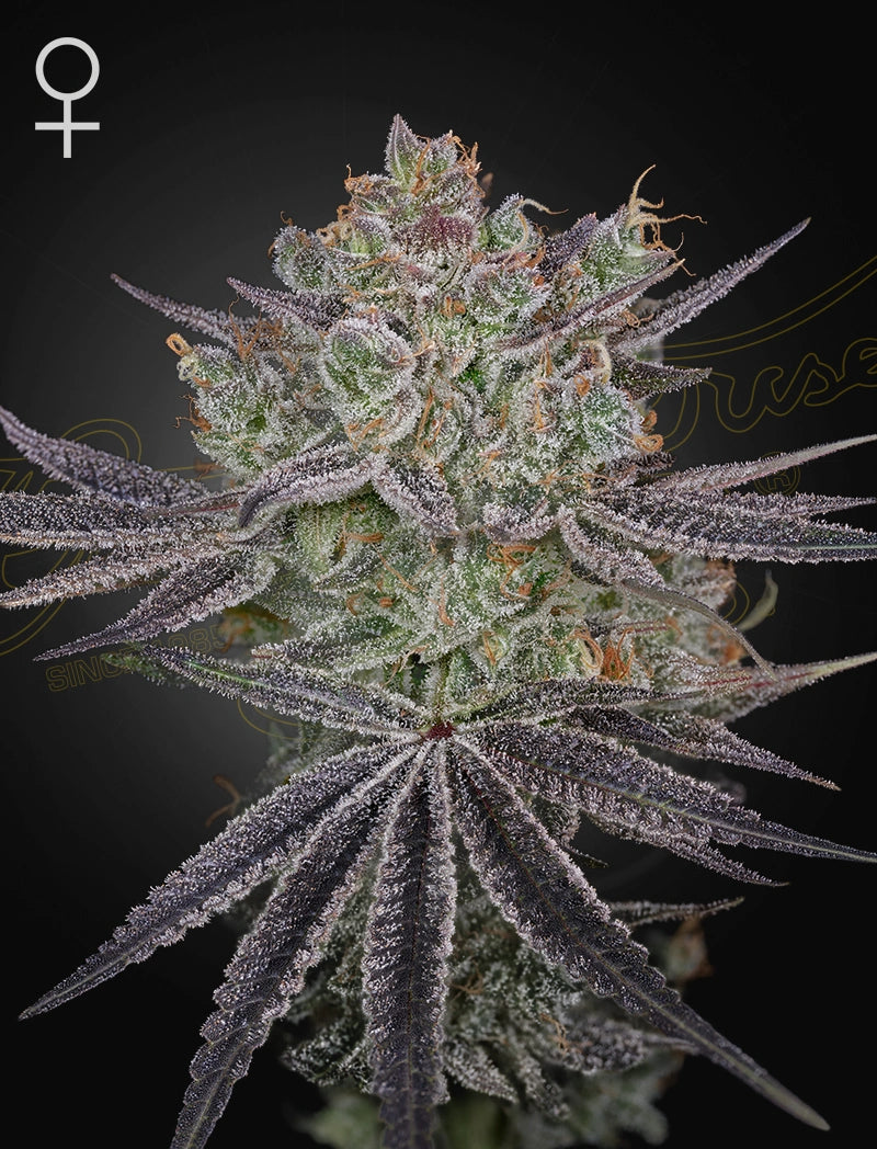Papaya Sour Spritz - Cannabis-Samen von Greenhouse Seeds