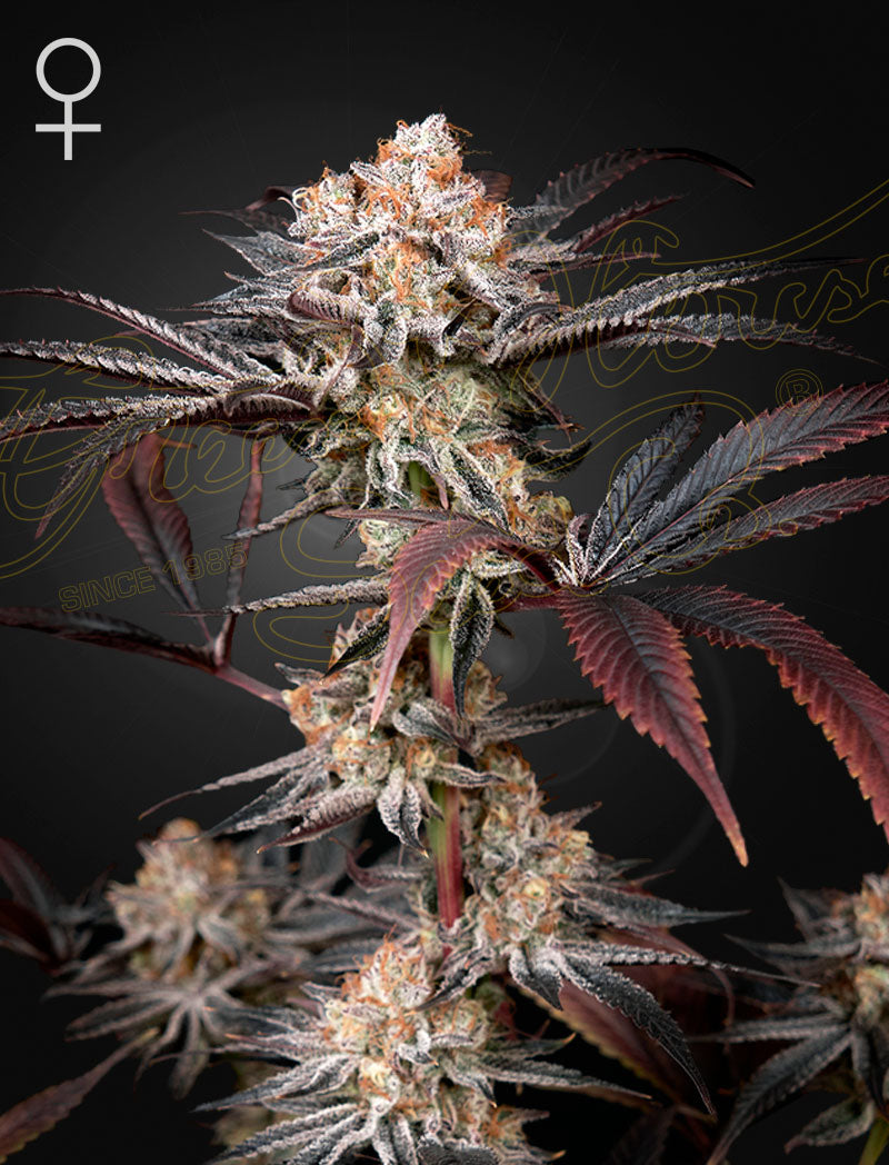 Wonder Pie - Cannabis-Samen von Greenhouse Seeds