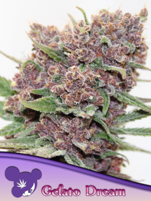 Gelato Dream - Bild 1 von 3