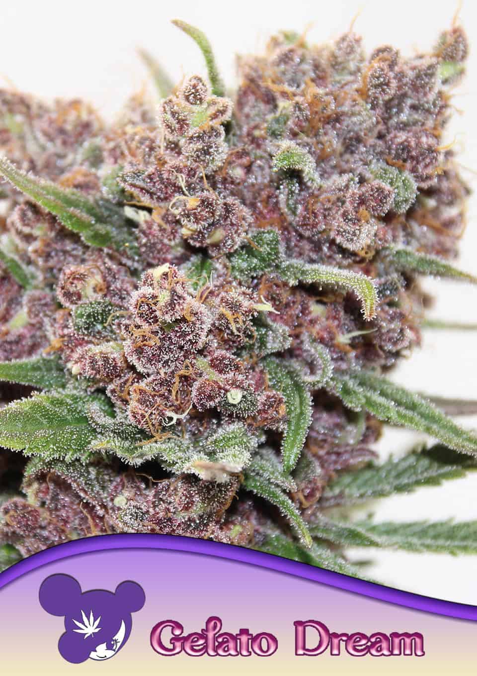 Gelato Dream - Bild 2 von 3
