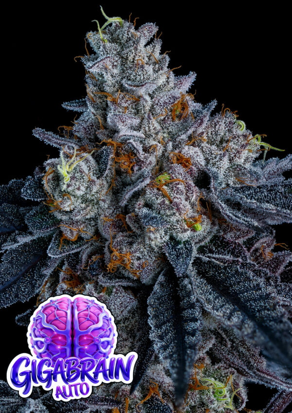 Giga Brain Auto Cannabis Samen | Leaf and Soul