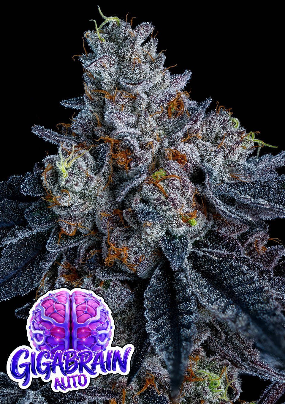Giga Brain Auto - Bild 4 von 4