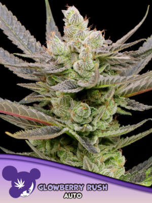 Glowberry Rush Auto Cannabis Samen | Leaf and Soul