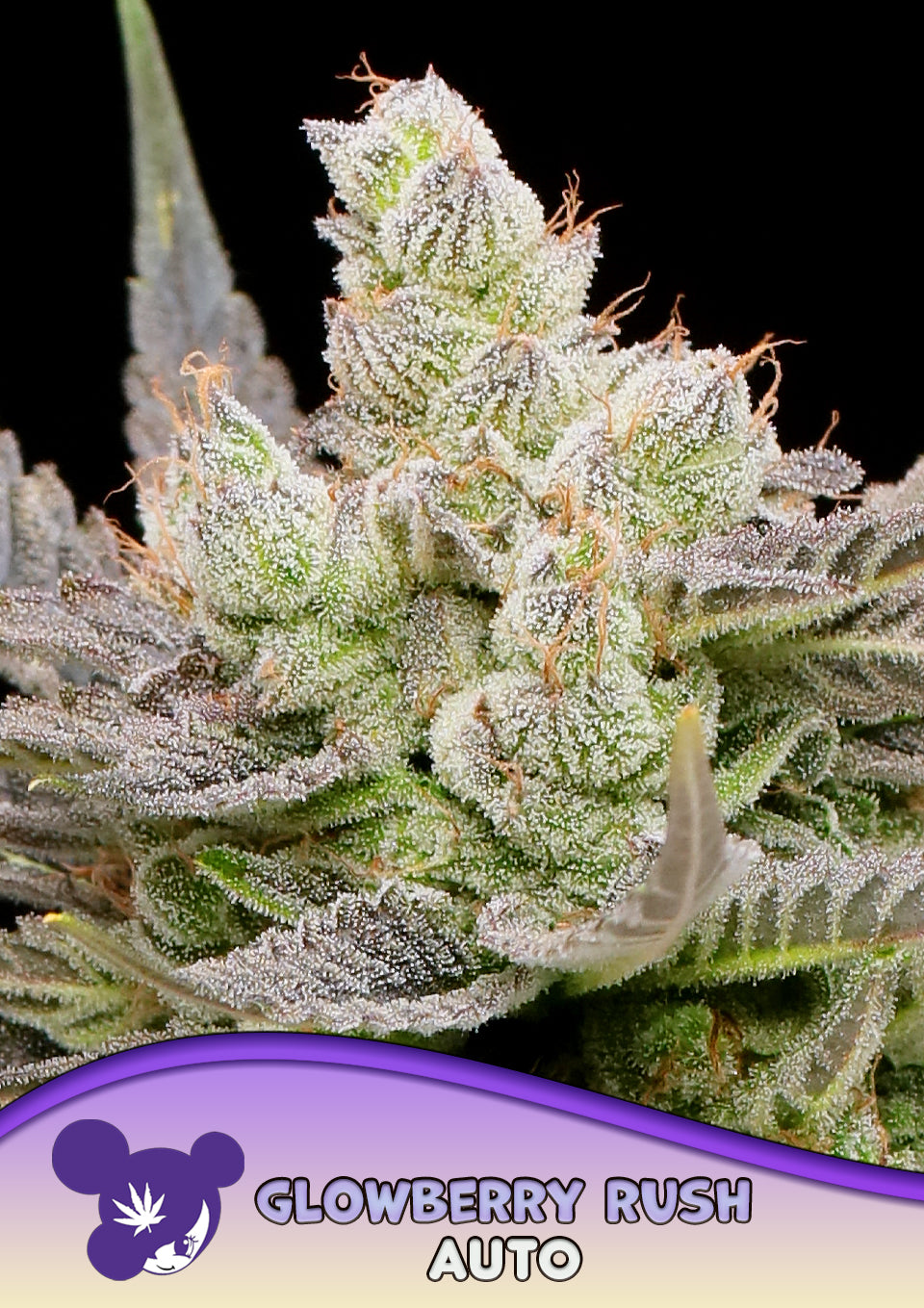 Glowberry Rush Auto - Bild 2 von 4