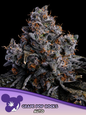 Grape Pop Rocks Auto Cannabis Samen | Leaf and Soul