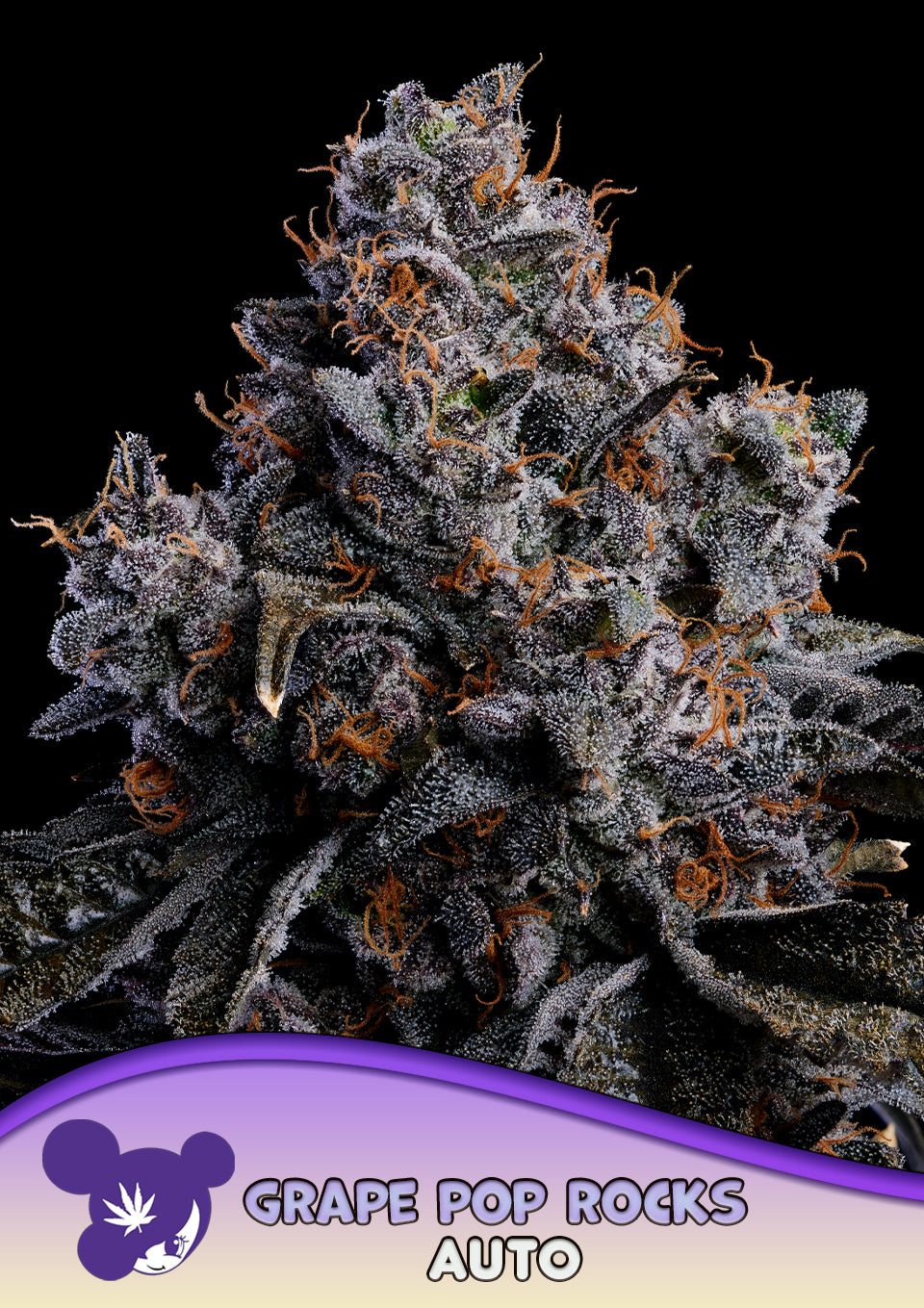 Grape Pop Rocks Auto - Bild 2 von 4