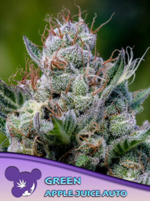 Green Apple Juice Auto Cannabis Samen | Leaf and Soul