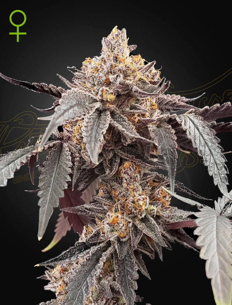 Guava x Gelato 41 Auto - Greenhouse Seeds Samen