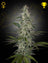 Hawaiian Snow (Feminisiert)