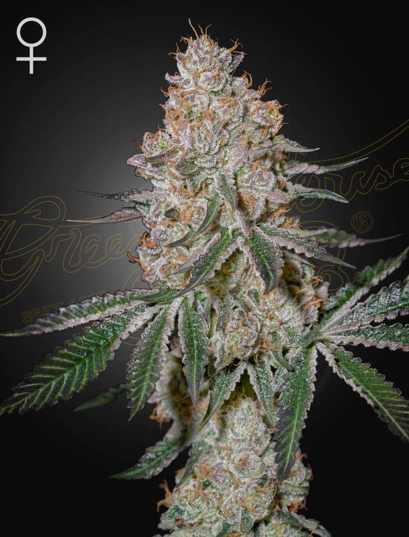 HighCloudZ - Greenhouse Seeds Samen