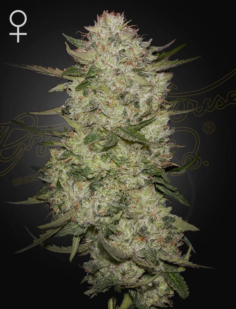 HighCloudZ Auto - Greenhouse Seeds Samen