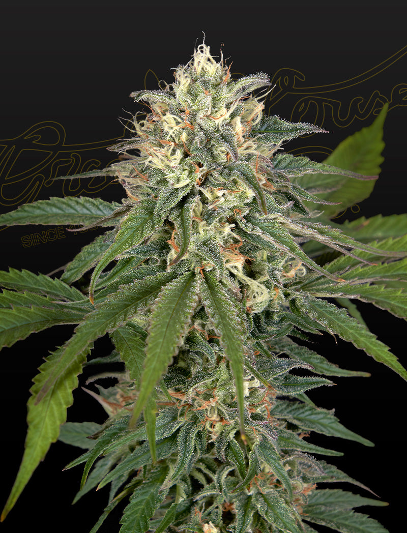 Hawaiian Snow x Amnesia x Face Off - Greenhouse Seeds Samen