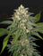 Hawaiian Snow x Amnesia x Face Off