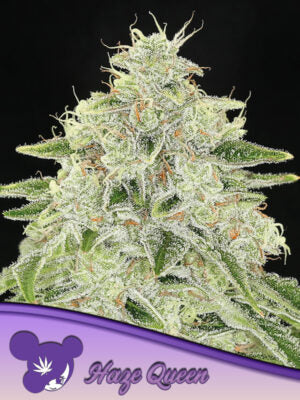 Haze Queen - Bild 1 von 3