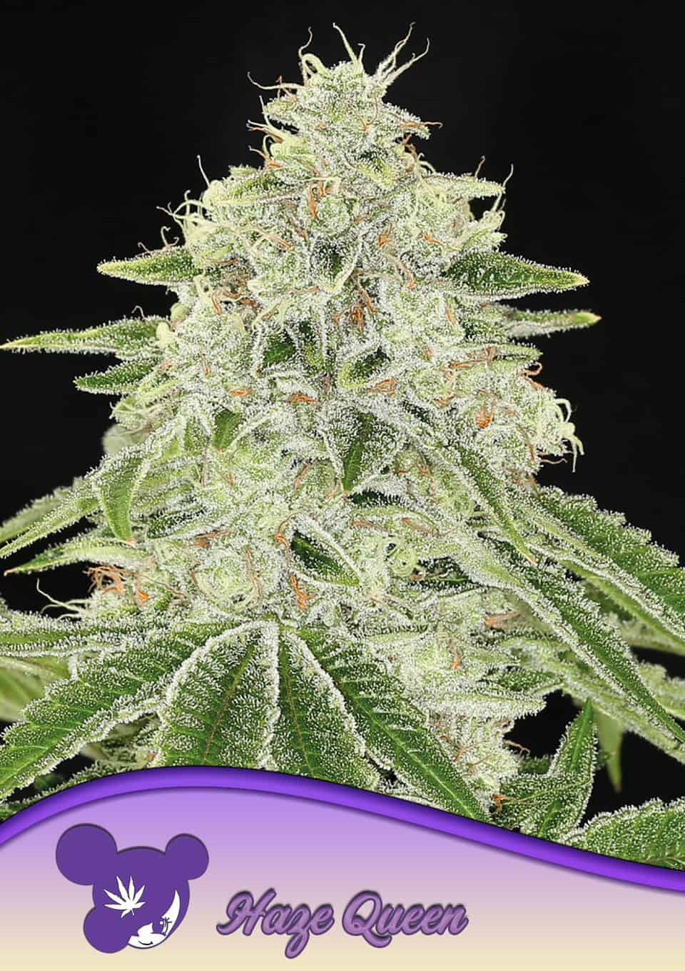 Haze Queen - Bild 2 von 3
