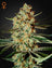 Himalaya Gold (Feminisiert)