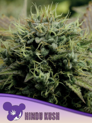Hindu Kush - Bild 1 von 3