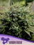 Hindu Kush - Regular
