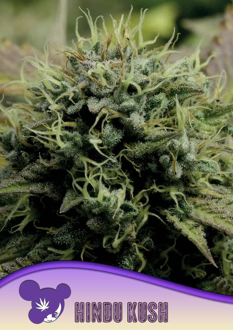 Hindu Kush - Bild 3 von 3