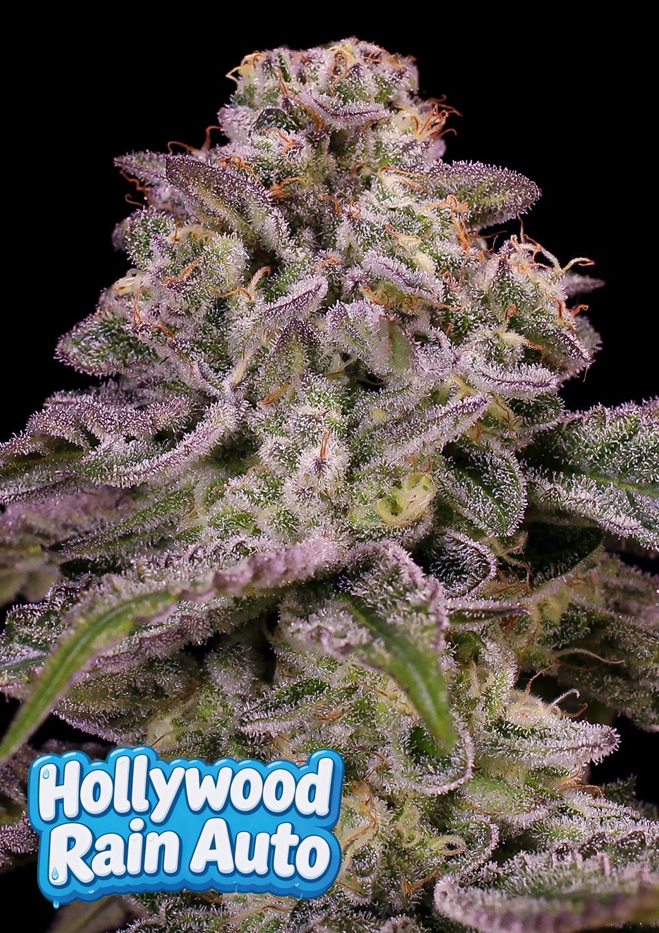 Hollywood Rain - Bild 2 von 4