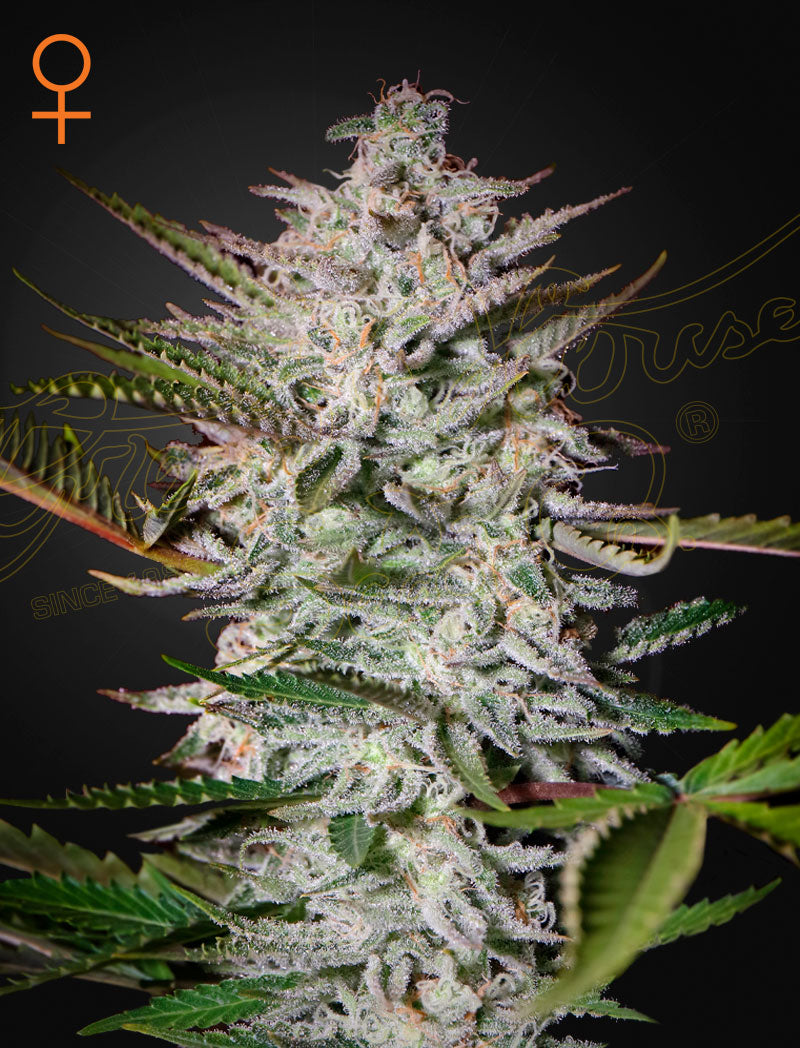 Holy Punch (Feminised) - Greenhouse Seeds Samen