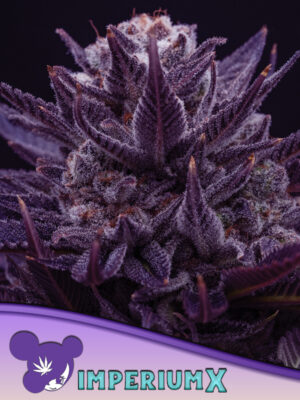 IMPERIUM X® - Bild 1 von 4